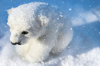 White Dog Covered In Snow With Blue Sky Background