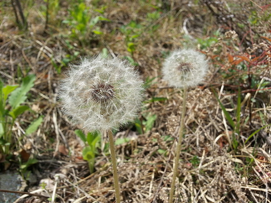 Close-up of two dandelion seed heads in a grassy field