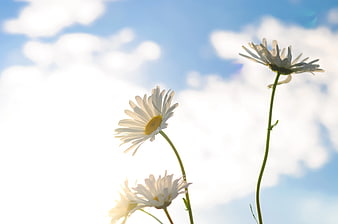 White Daisies Against Blue Sky with Clouds