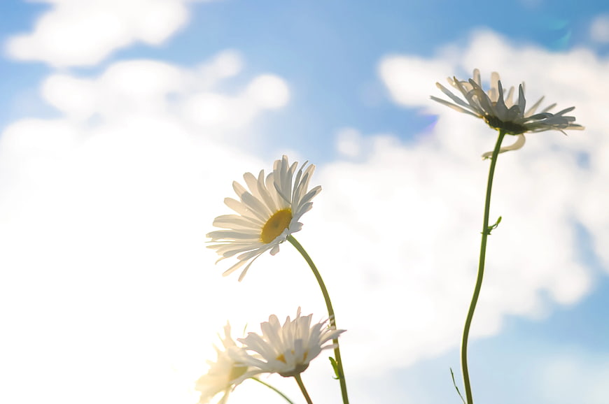 White Daisies Against Blue Sky with Clouds