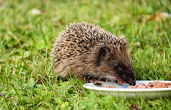 Hedgehog Eating Meat from White Plate on Grass