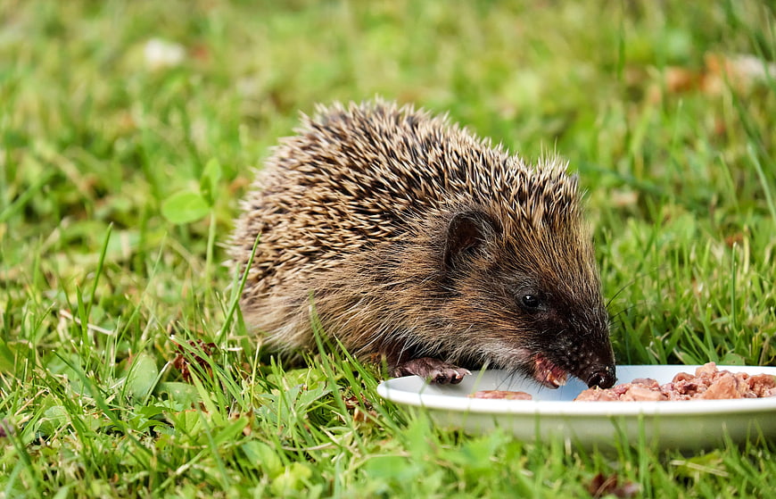 Hedgehog Eating Meat from White Plate on Grass