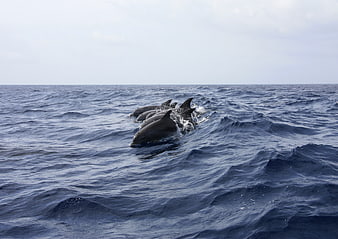 Pod of dolphins swimming in open ocean waves