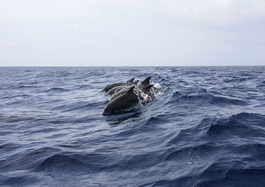 Pod of dolphins swimming in open ocean waves