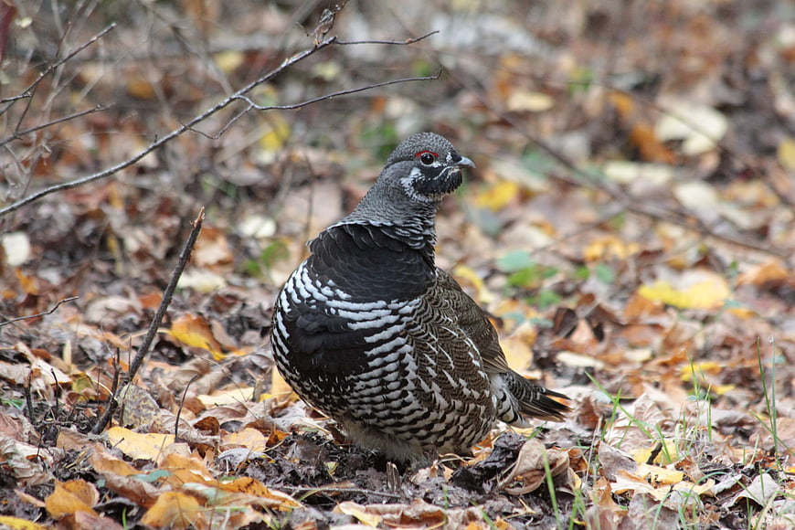 Spruce Grouse Standing on Forest Floor in Autumn