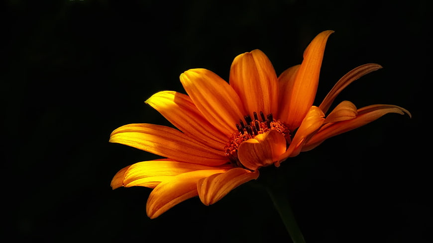 Vibrant Orange Flower Close-Up on Black Background