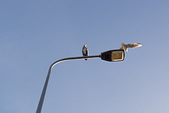 Grey Heron and Seagull on Street Lamp Against Blue Sky