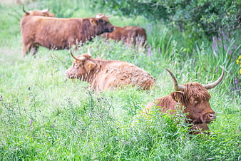 Highland Cows Resting in Lush Green Pasture