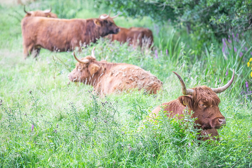 Highland Cows Resting in Lush Green Pasture