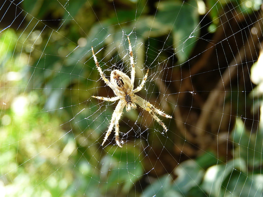 Close-up of a spider in its web with blurred green background