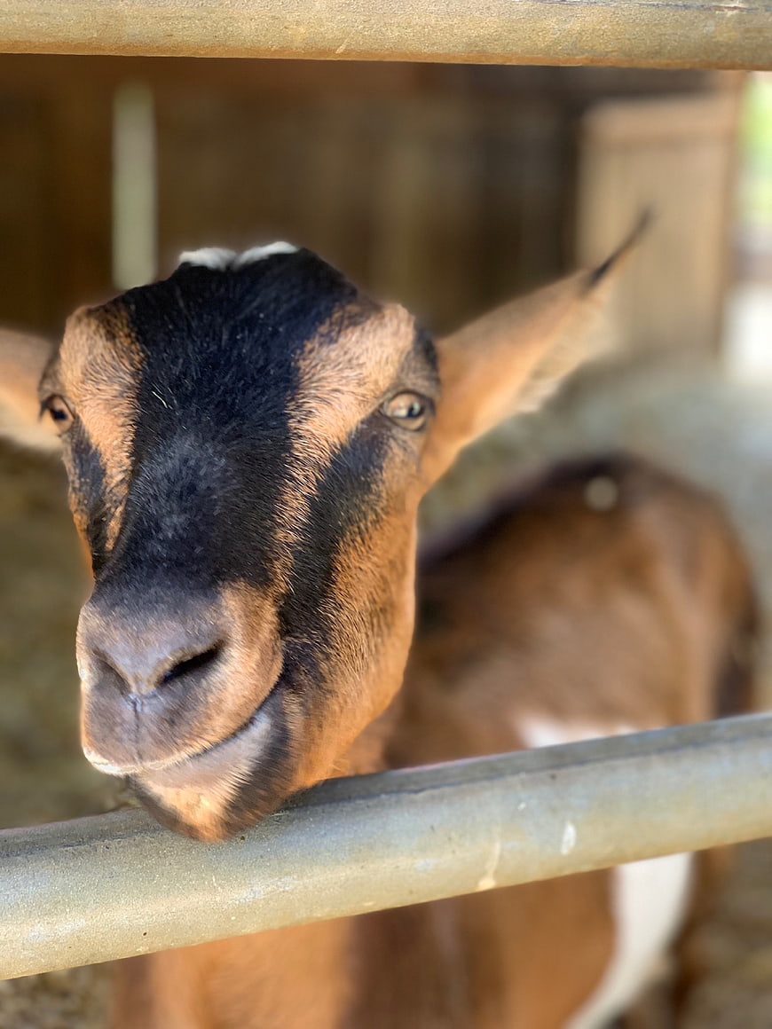 Close-up of a brown and black goat looking over a fence