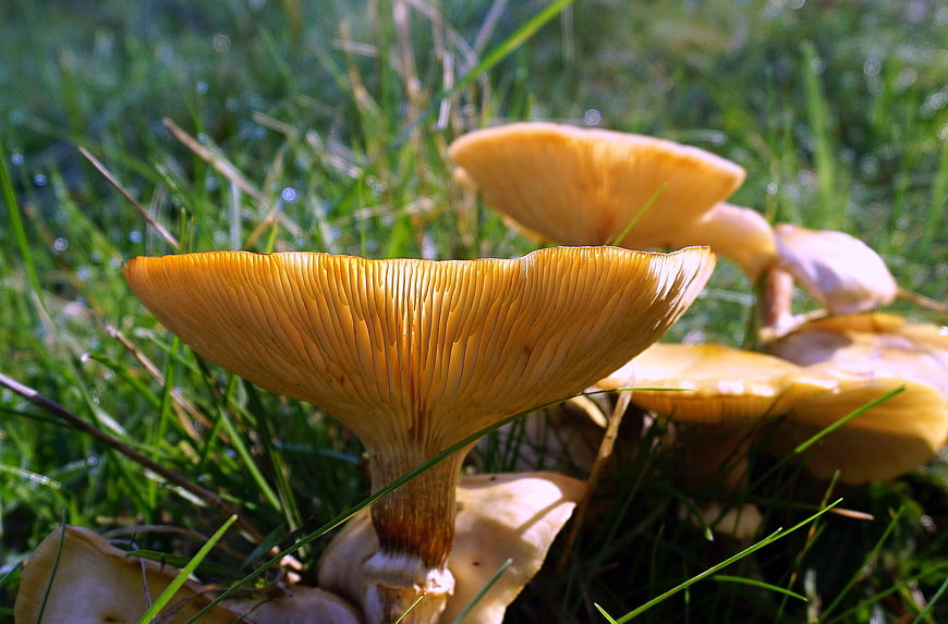Close-up of golden chanterelle mushrooms in green grass