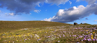 Panoramic meadow with purple and yellow crocuses under blue sky