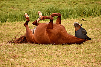 Brown Horse Rolling In Grass Meadow With Fly Mask