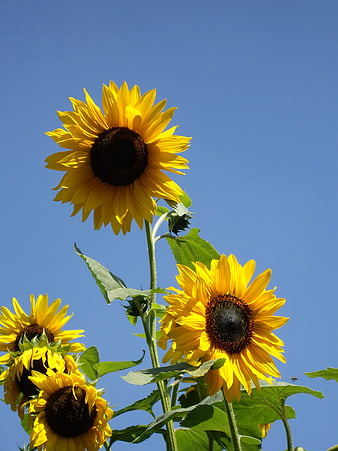 Bright yellow sunflowers against a clear blue sky