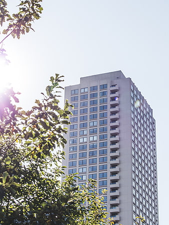 Modern High-Rise Building with Sun Flare and Tree Foliage