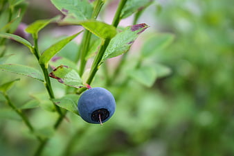 Fresh Blueberry Hanging on Green Bush Branch