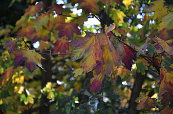 Colorful autumn maple leaves on a tree branch