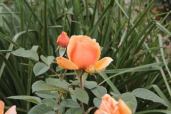 Orange Rose Bloom in Green Garden