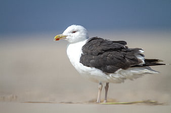 Seagull Standing on Sandy Beach with Blue Sky Background