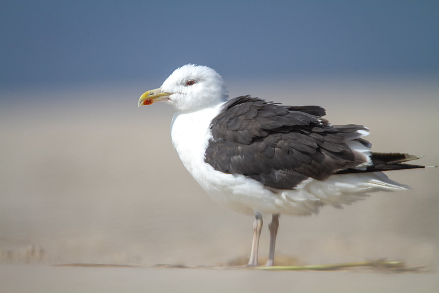 Seagull Standing on Sandy Beach with Blue Sky Background