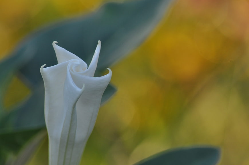 Close-up of a white flower bud against a blurred yellow background