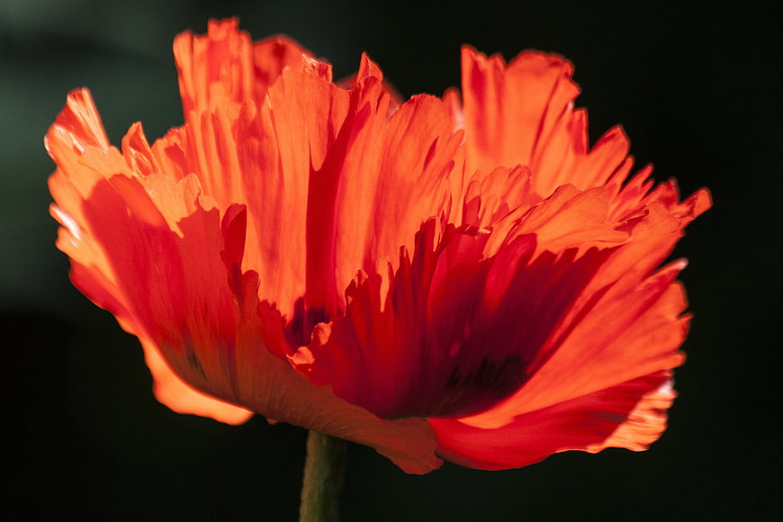 Vibrant Red Poppy Flower Close-Up on Dark Background