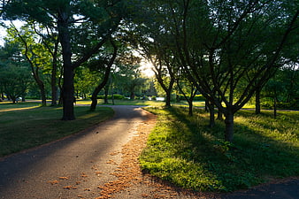 Sunlit Park Path with Trees and Sunbeams