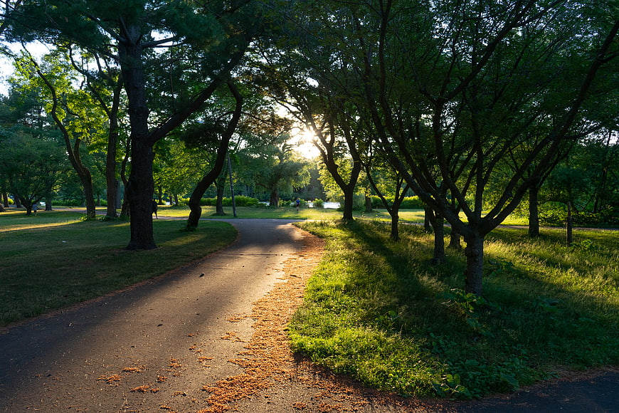 Sunlit Park Path with Trees and Sunbeams