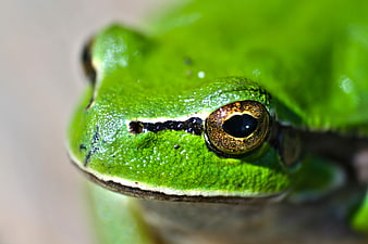 Extreme Close-Up of a Green Tree Frog Eye