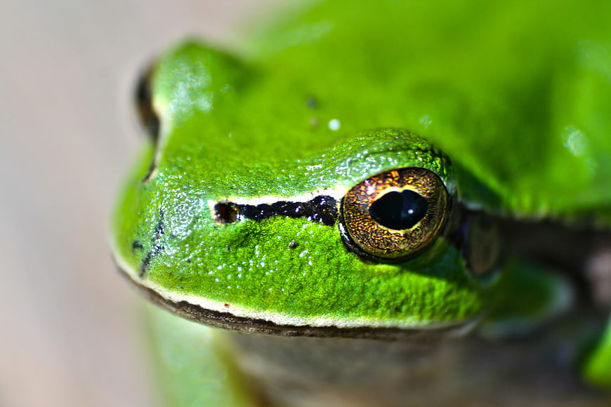 Extreme Close-Up of a Green Tree Frog Eye