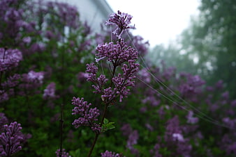 Purple Lilac Flowers with Dew Drops and Spider Webs in Spring