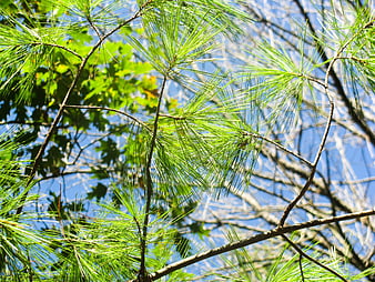 Green Pine Needles and Branches Against Blue Sky