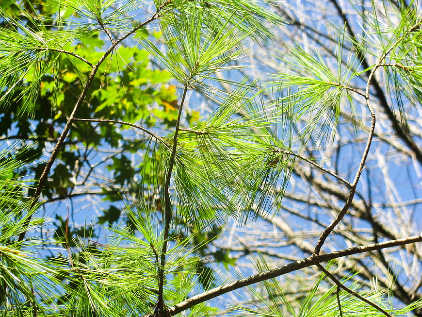 Green Pine Needles and Branches Against Blue Sky