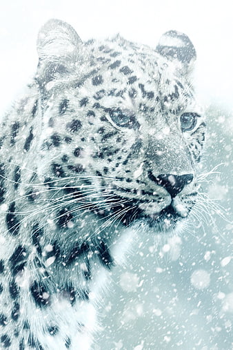 Snow Leopard Portrait In Winter Snowfall
