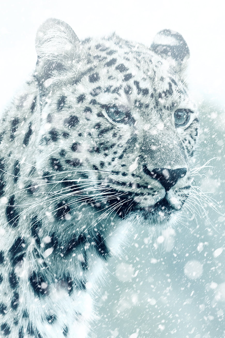 Snow Leopard Portrait In Winter Snowfall
