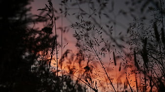 Silhouette of Wild Grass Against Dramatic Sunset Sky