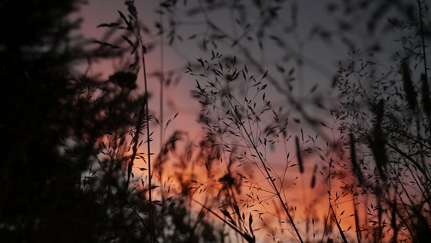 Silhouette of Wild Grass Against Dramatic Sunset Sky