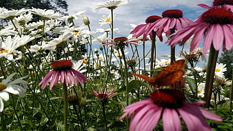 Purple Coneflowers and White Daisies with Butterfly in Summer Garden