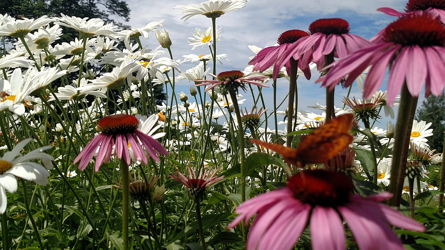 Purple Coneflowers and White Daisies with Butterfly in Summer Garden