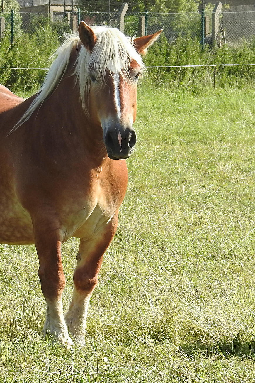 Chestnut Draft Horse with White Mane in Green Pasture