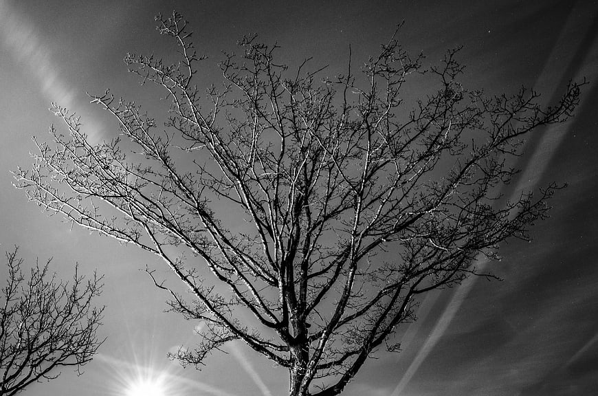 Black and white silhouette of bare tree branches against sun