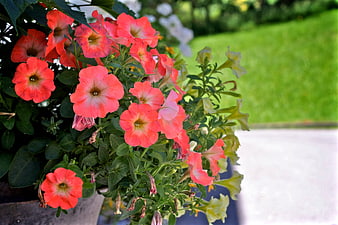 Vibrant Pink Petunias in Garden Planter with Green Background