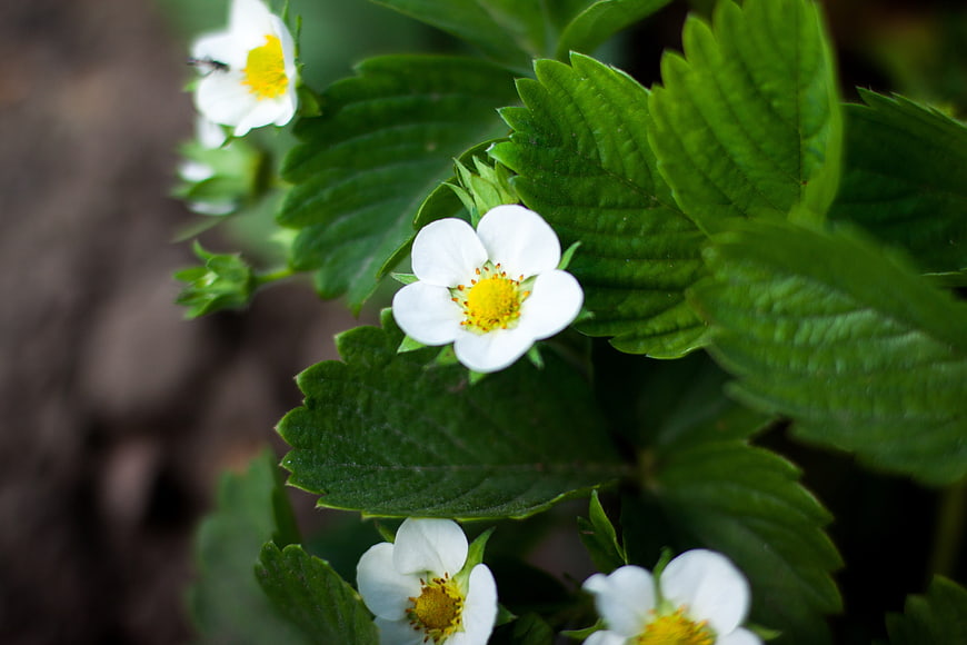Close-up of white strawberry flowers with green leaves