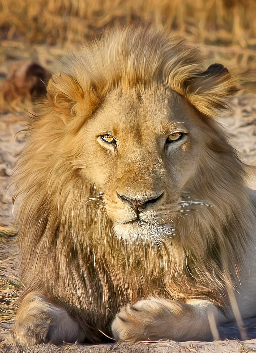 Majestic Male Lion Portrait in African Savannah