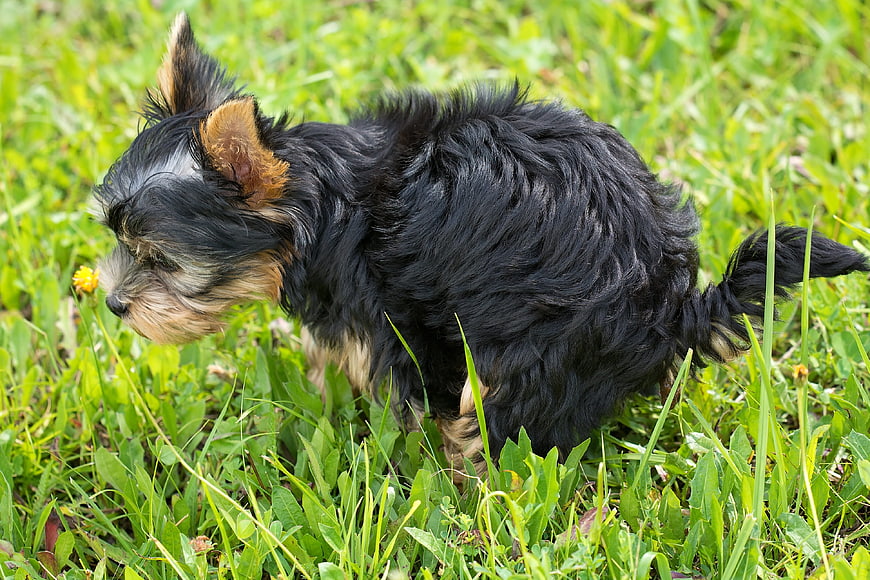 Yorkshire Terrier Puppy Sniffing Grass in Meadow