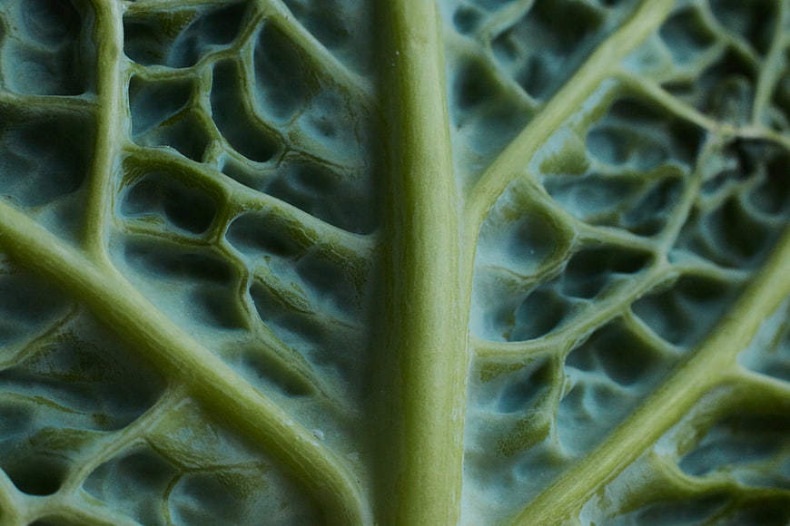 Macro Texture of Green Cabbage Leaf Veins
