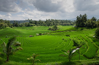 Lush Green Rice Terraces in Bali with Palm Trees