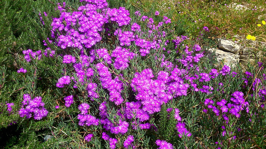 Vibrant Purple Ice Plant Flowers in Garden
