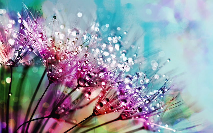 Vibrant Macro Dandelion Seeds with Water Droplets